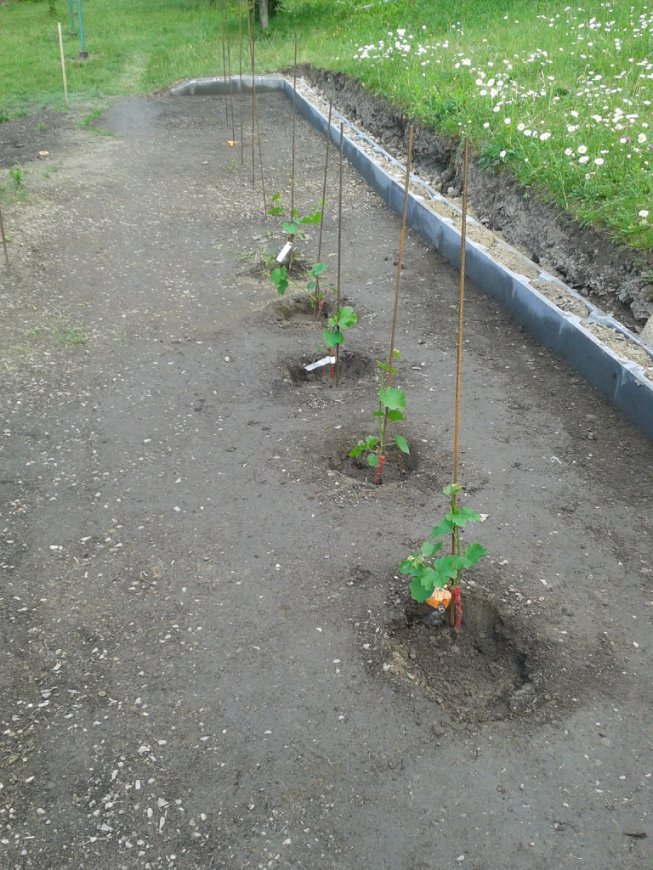 5 hlav Hibernalu ...