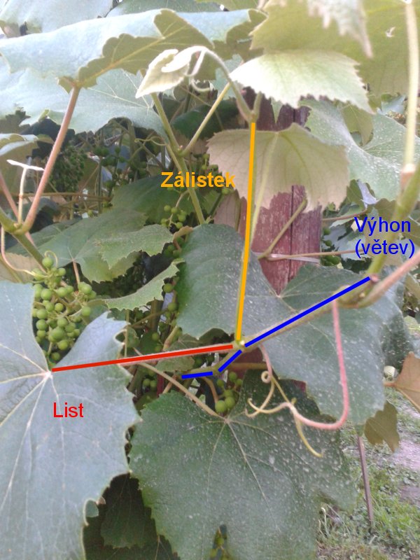 Zálistek - APH Isabella