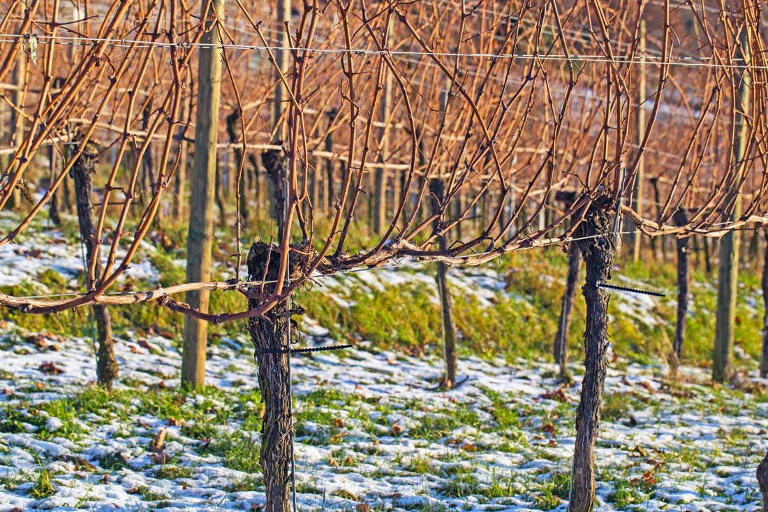 Réva vinná před řezem