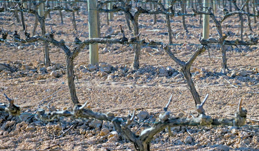 Réva vinná po řezu